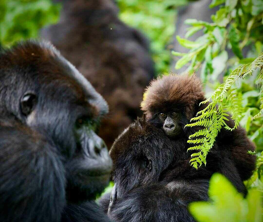 gorilla with her baby