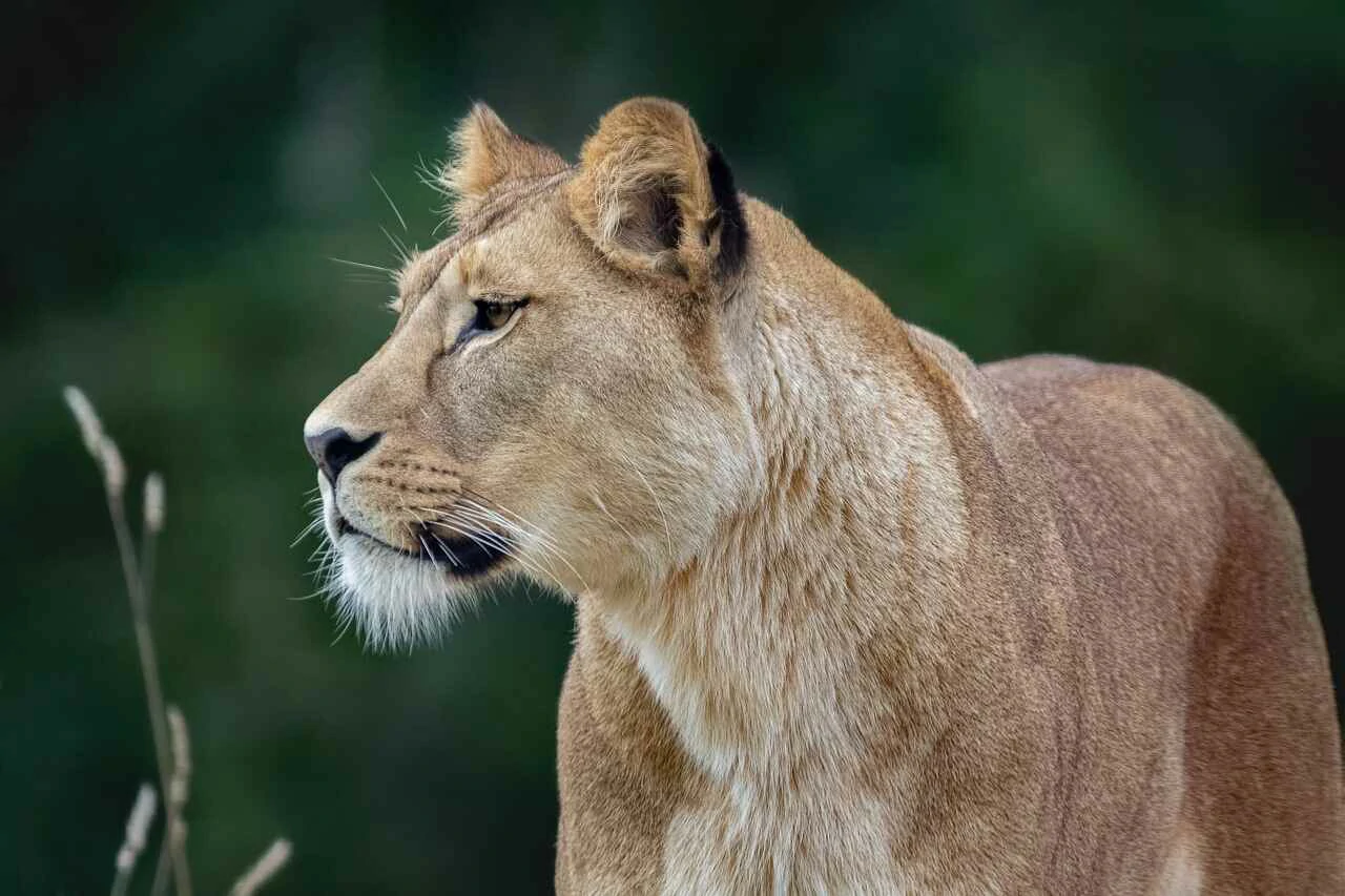 lion