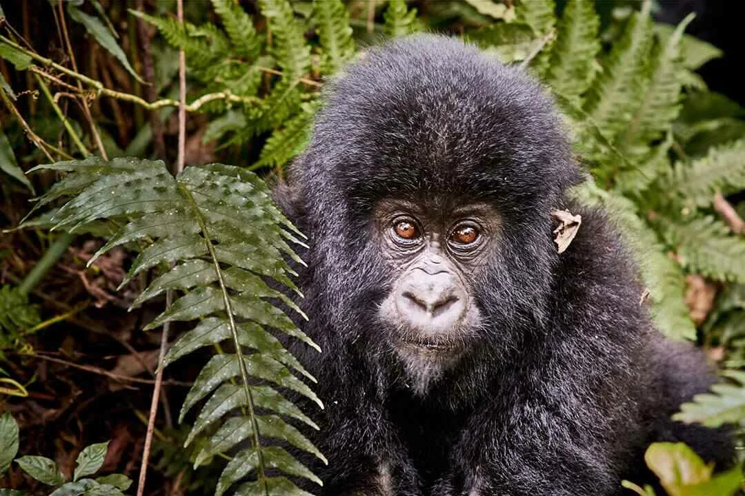 teenage gorilla